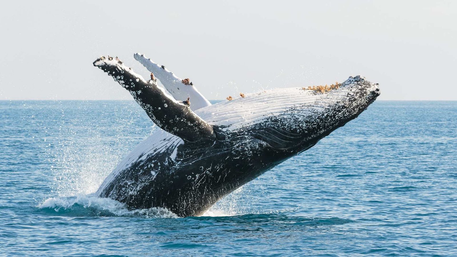 Whale Watching Australia