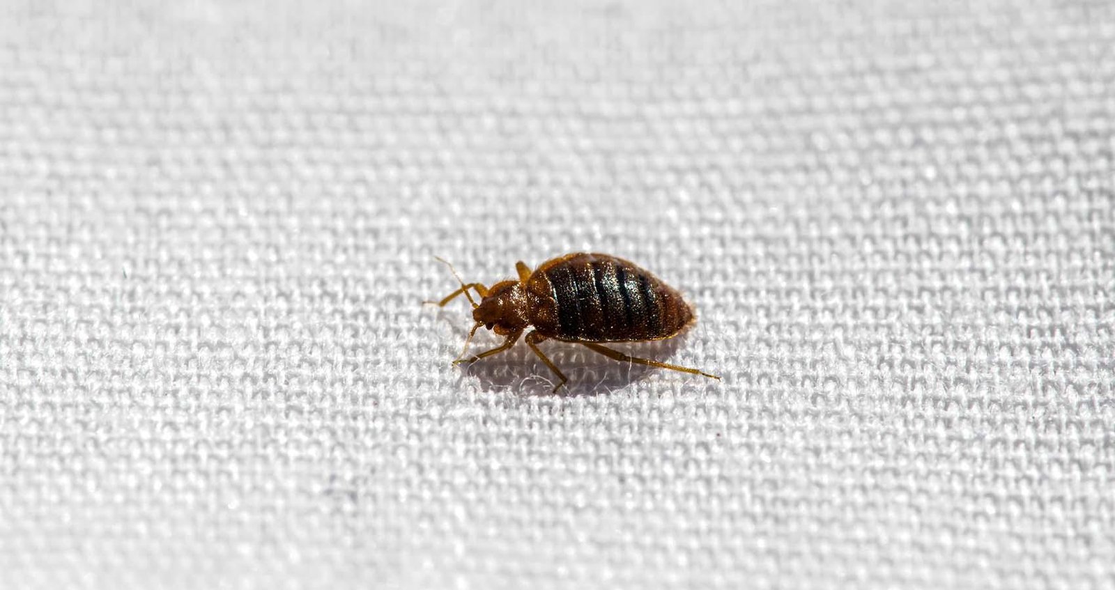 Bedbug