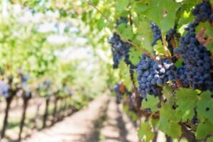 purple-grapes-vineyard-napa-valley-napa-vineyard-39351-39351.jpg
